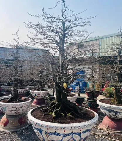 Giá Mai Vàng Đẹp