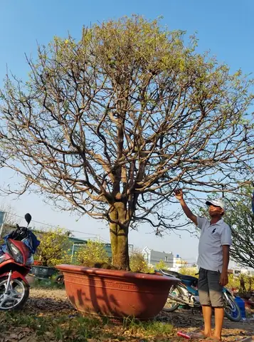 Giá Mai Vàng Giống