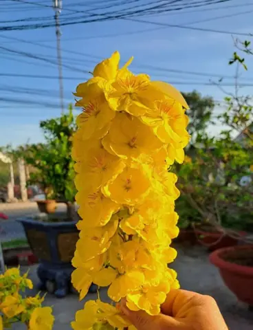 Giá Mai Vàng Giống