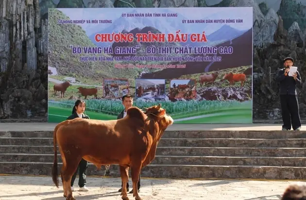 Giá Mỡ Bò Vàng Giá Mỡ Bò Vàng