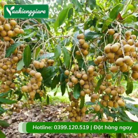 Giá Nhãn Xuồng Cơm Vàng