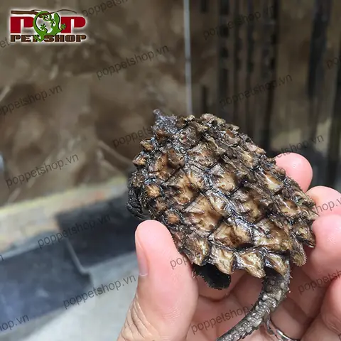 Giá Rùa Alligator Vàng