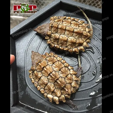 Giá Rùa Alligator Vàng Giá Rùa Alligator Vàng