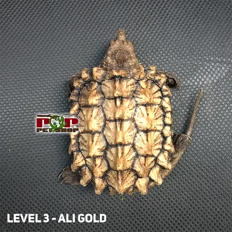 Giá Rùa Alligator Vàng Giá Rùa Alligator Vàng