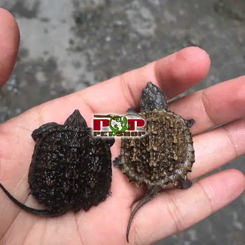 Giá Rùa Alligator Vàng Giá Rùa Alligator Vàng