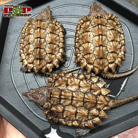 Giá Rùa Alligator Vàng Giá Rùa Alligator Vàng