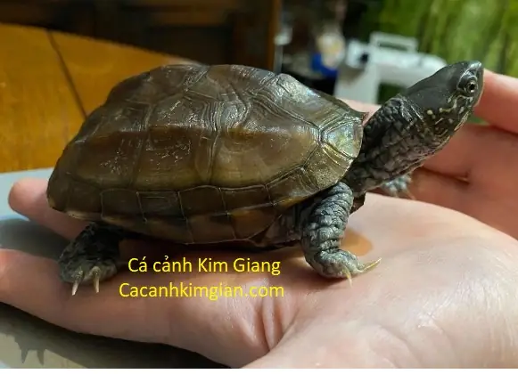 Giá Rùa Bini Vàng