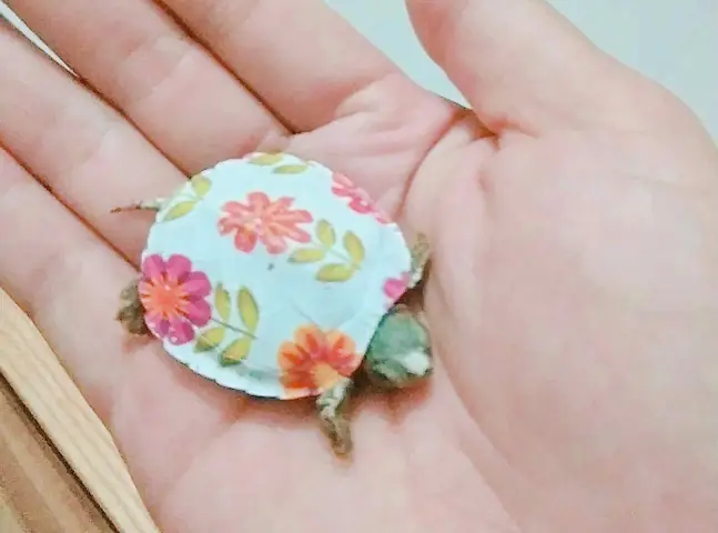 Giá Rùa Bini Vàng