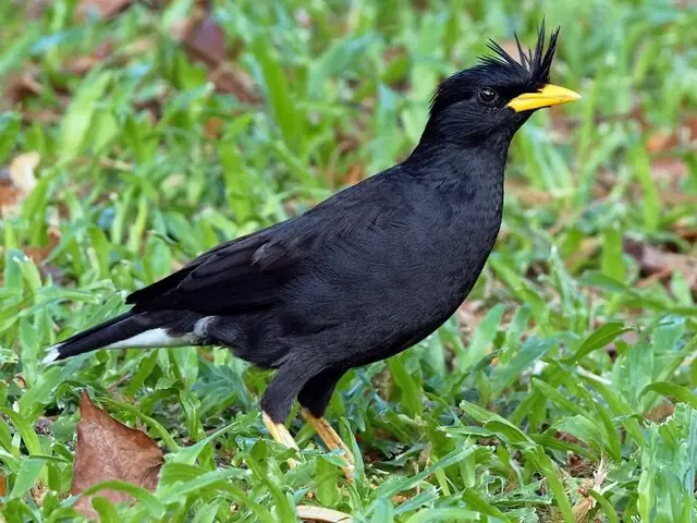 Giá Sáo Đen Mỏ Vàng