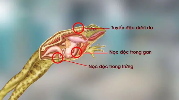 Giá Thịt Cóc Vàng Giá Thịt Cóc Vàng