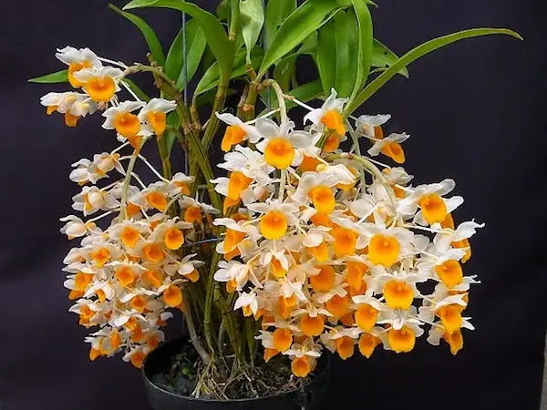 Giá Thủy Tiên Vàng Giá Thủy Tiên Vàng