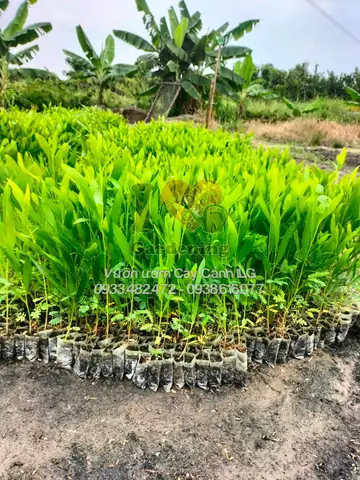 Giá Trị Cây Tràm Bông Vàng