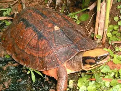 Giá Trị Rùa Vàng Giá Trị Rùa Vàng