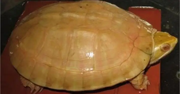 Giá Trị Rùa Vàng