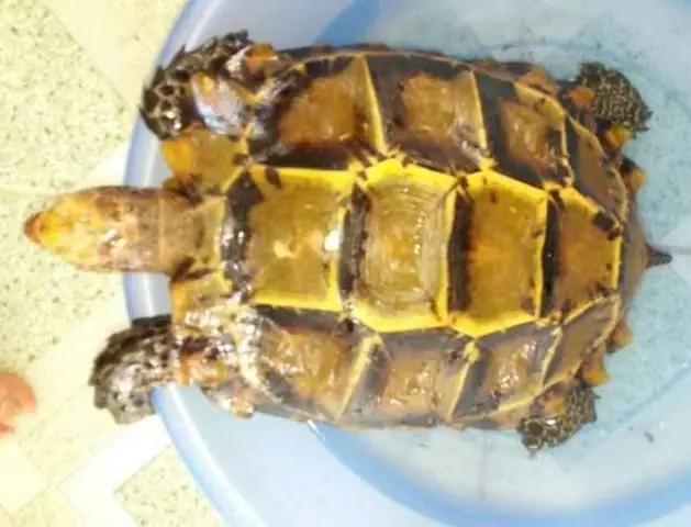 Giá Trị Rùa Vàng Giá Trị Rùa Vàng