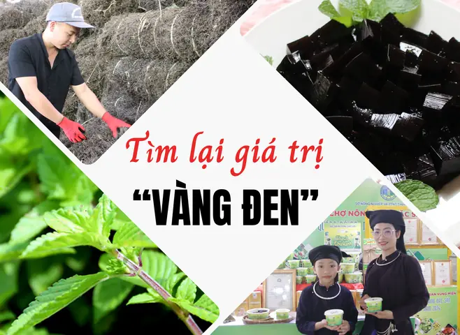 Giá Trị Vàng Đen Giá Trị Vàng Đen