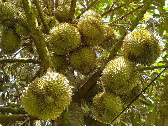 Giá Vàng Bình Phước Hôm Nay