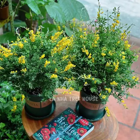 Giá Vàng Kim Thảo