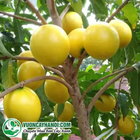 Giá Vú Sữa Vàng