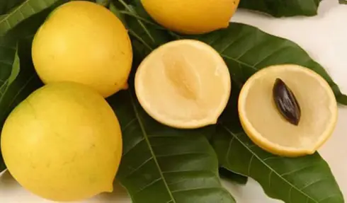 Giá Vú Sữa Vàng