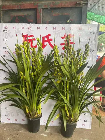 Hoa Địa Lan Vàng Giá Bao Nhiều