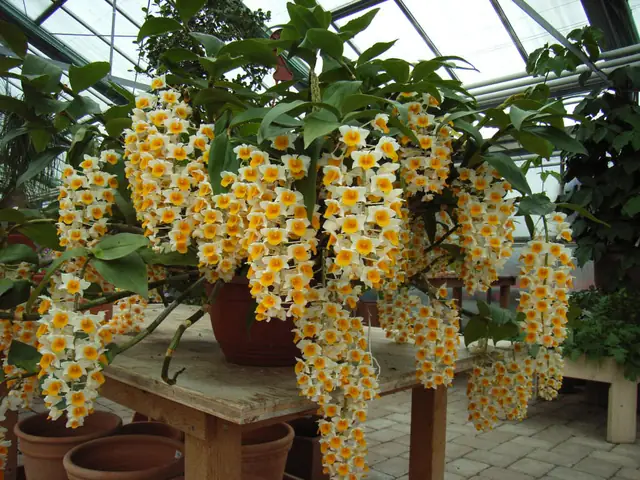 Lan Kiều Vàng Giá