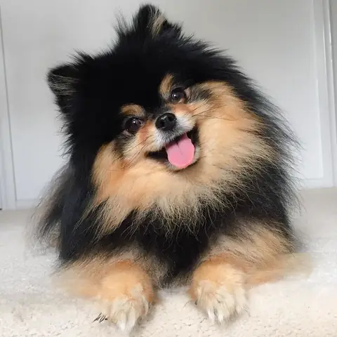 Pomeranian Đen Vàng Giá