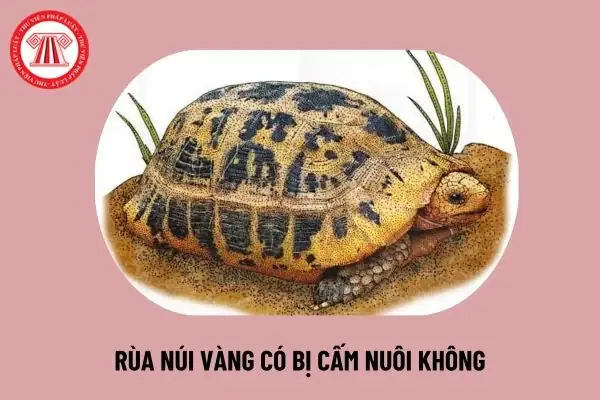 Rùa Núi Vàng Giá Bao Nhiêu