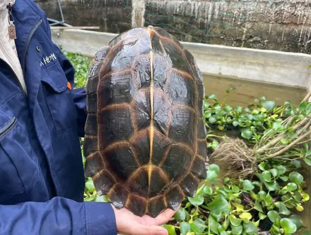 Rùa Sen Vàng Giá Bao Nhiêu Rùa Sen Vàng Giá Bao Nhiêu