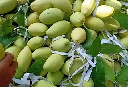 Xoài Keo Vàng Giá Bao Nhiều