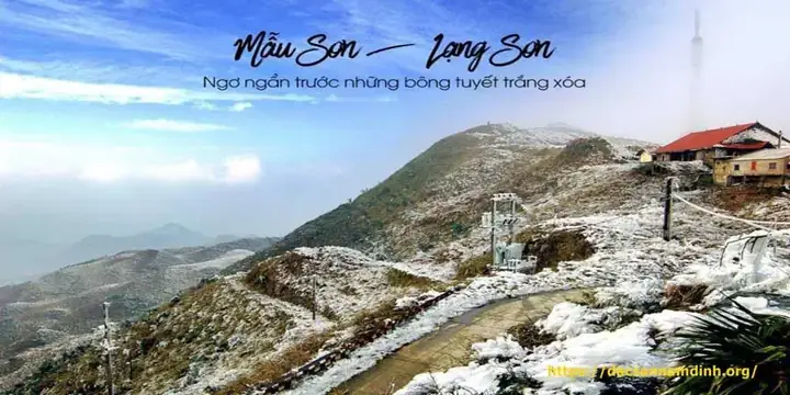 Allintitle Bảng Giá Gỗ Tràm Bông Vàng