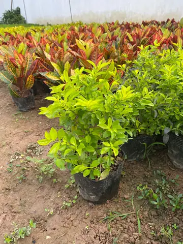 Báo Giá Cây Chuỗi Ngọc Vàng