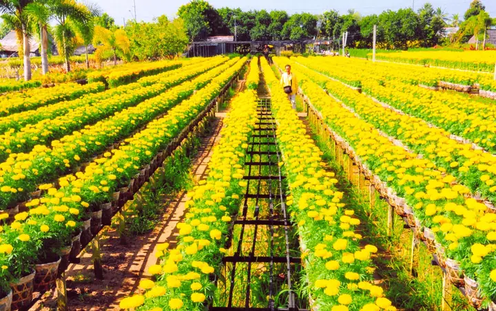 Báo Giá Cây Chuỗi Ngọc Vàng Tại Sadec