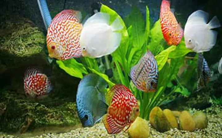 Bể Cá Nuôi Bao Nhiêu Con Thì Hợp Phong Thủy