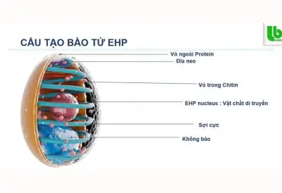 Biểu Đồ So Sánh Giá Vàng Yoorich
