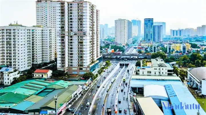 Bông Mai Vàng Centa Giá Bao Nhiêu