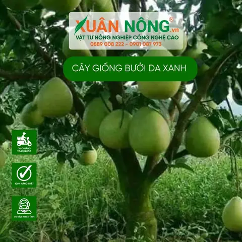 Bưởi Da Vàng Cây Giống Giá Rẽ
