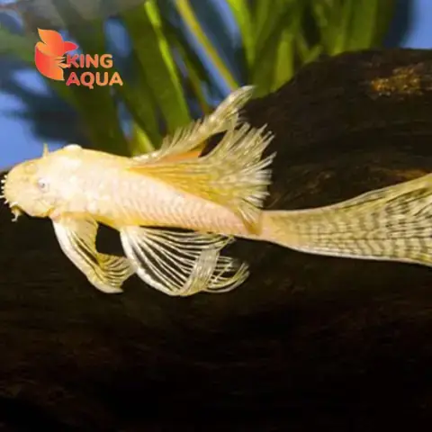 Cá Lau Kiếng Màu Vàng Giá Bao Nhiêu