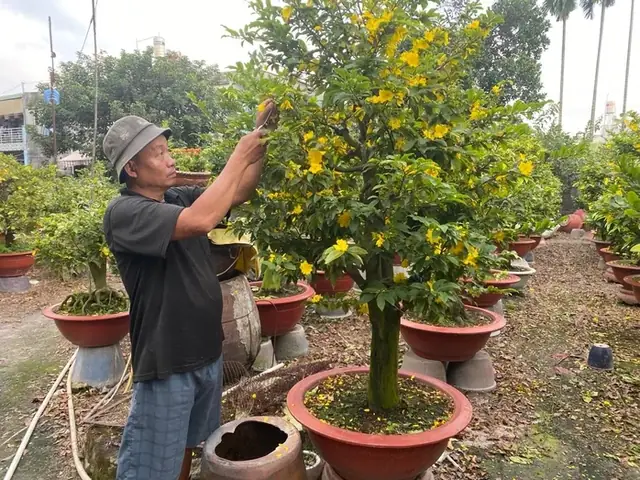Caây Đông Hầu Vàng Giá Bán Tại Tphcm