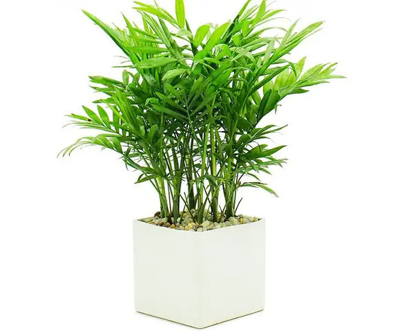 Các Loại Cây Phong Thủy Để Bàn