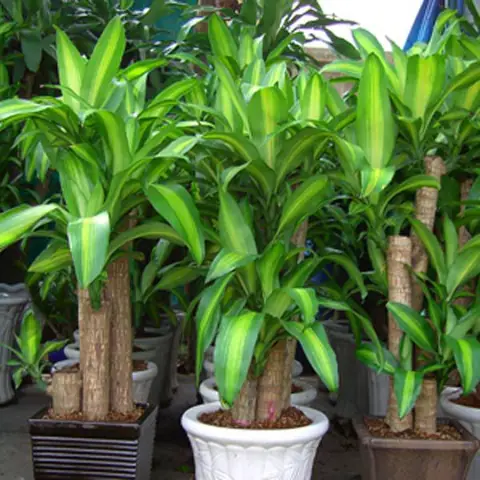 Các Loại Cây Phong Thủy Trồng Trước Nhà