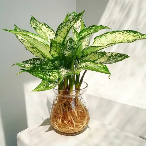 Các Loại Cây Tốt Cho Phong Thủy