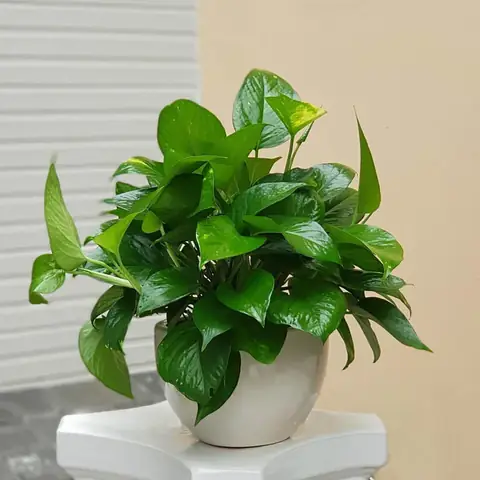 Các Loại Cây Trồng Tốt Cho Phong Thủy