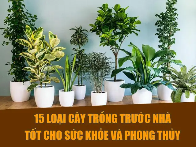 Các Loại Cây Trồng Trước Nhà Theo Phong Thủy