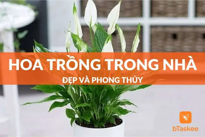 Các Loại Hoa Theo Phong Thủy