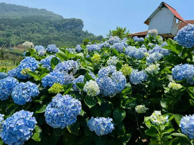 Các Loại Hoa Tốt Cho Phong Thủy