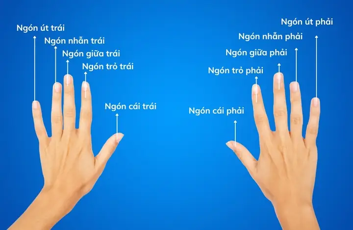 Các Ngón Tay Đeo Nhẫn Theo Phong Thủy