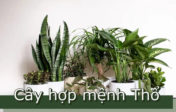 Cách Chăm Sóc Cây Phong Thủy