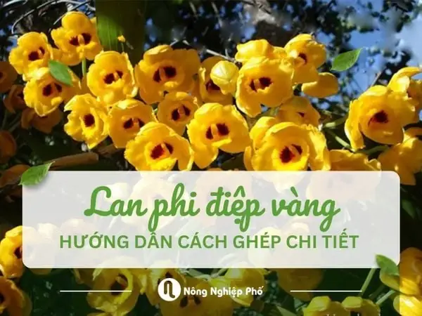 Cach Ghép Phi Điệp Vàng Vào Giá Thể