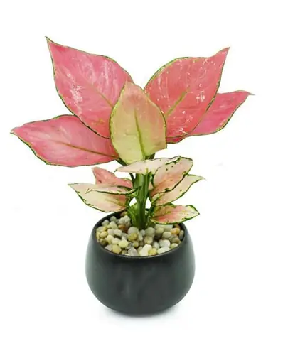 Cây Cảnh Để Bàn Phong Thủy